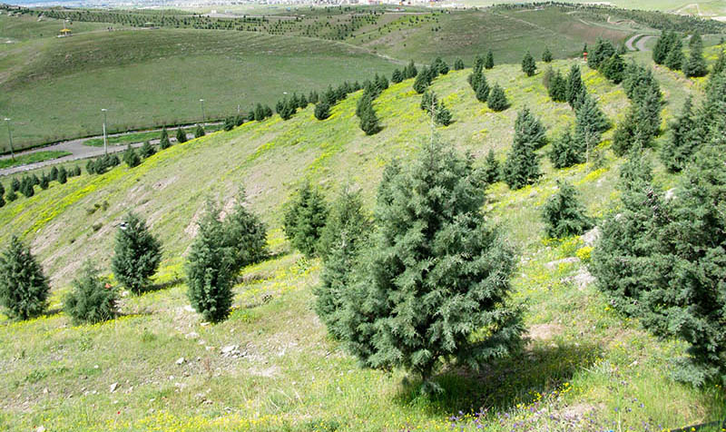 بوستان باراجین قزوین
